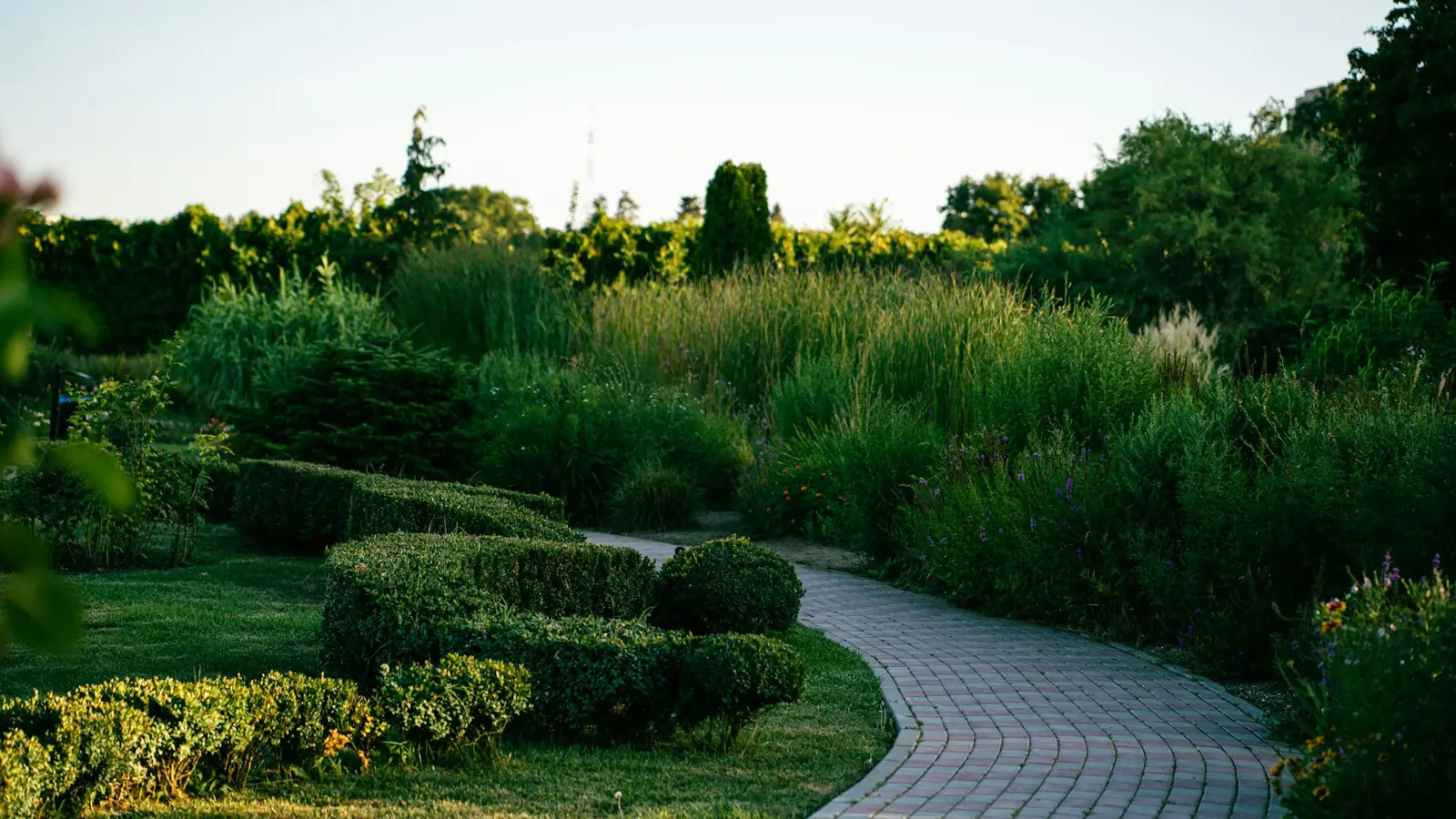 Winding paved path through clipped hedges